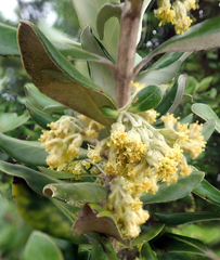 Olearia traversiorum