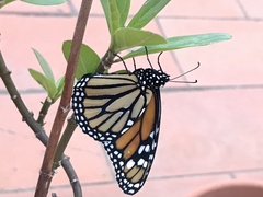 Danaus plexippus