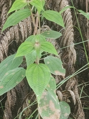 Miconia crenata