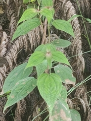 Miconia crenata