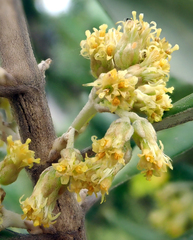 Olearia traversiorum