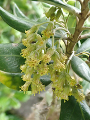 Olearia traversiorum