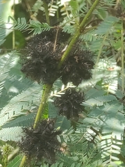 Mimosa diplotricha