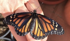 Danaus plexippus