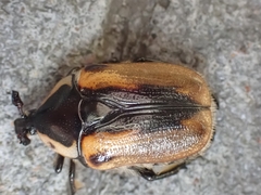 Chondropyga dorsalis