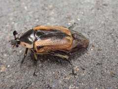 Chondropyga dorsalis