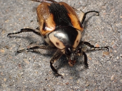 Chondropyga dorsalis