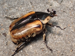 Chondropyga dorsalis