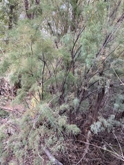 Tamarix