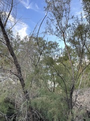 Tamarix