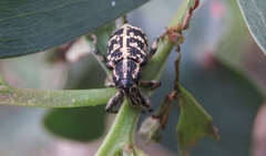 Chrysolopus spectabilis