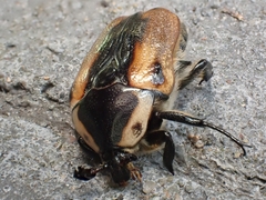 Chondropyga dorsalis