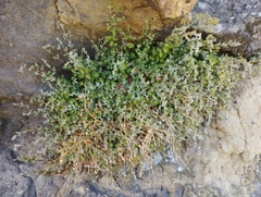 Chenopodium triandrum