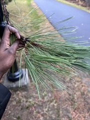 Pinus resinosa