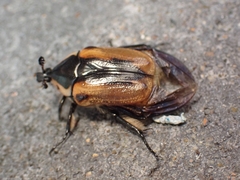 Chondropyga dorsalis