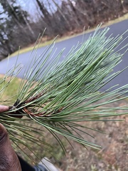 Pinus resinosa