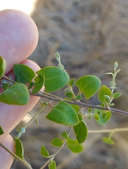 Chenopodium triandrum