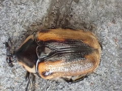 Chondropyga dorsalis