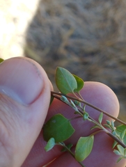 Chenopodium triandrum