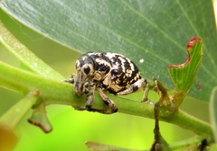 Chrysolopus spectabilis