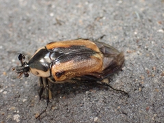 Chondropyga dorsalis