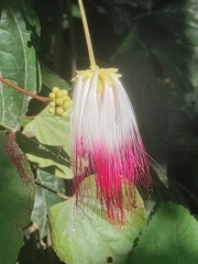 Calliandra surinamensis