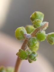 Chenopodium triandrum