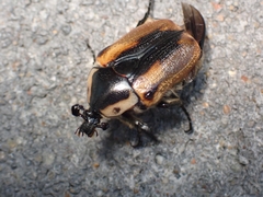 Chondropyga dorsalis