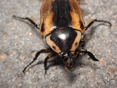 Chondropyga dorsalis