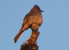 Contopus fumigatus