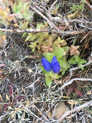 Gentiana affinis