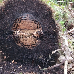 Cyathea smithii