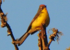 Myioborus brunniceps