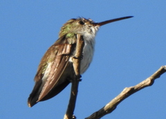 Elliotomyia chionogaster