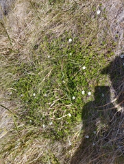 Convolvulus waitaha