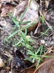 Galium uniflorum