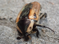 Chondropyga dorsalis