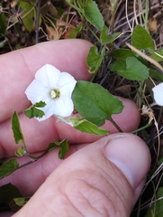 Convolvulus waitaha
