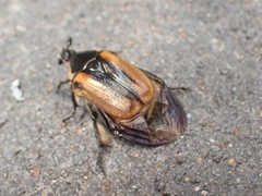 Chondropyga dorsalis