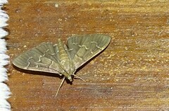 Pilocrocis ramentalis