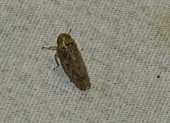 Curtara insularis