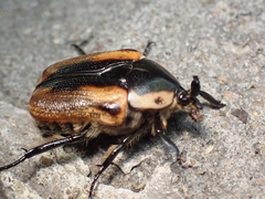 Chondropyga dorsalis