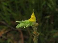 Philydrum lanuginosum