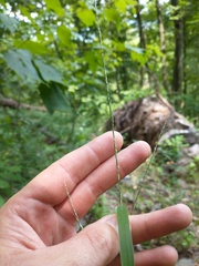 Muhlenbergia tenuiflora