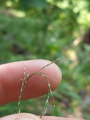 Muhlenbergia tenuiflora