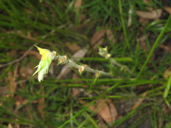 Philydrum lanuginosum