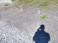 Muehlenbeckia ephedroides