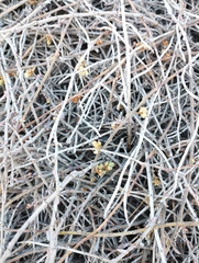 Muehlenbeckia ephedroides