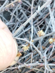 Muehlenbeckia ephedroides