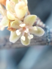 Muehlenbeckia ephedroides